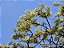 JACARANDÁ DA BAHIA (Dalbergia nigra) - Muda com até 70 cm - Imagem 4
