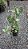 Philodendron verrucosum - Pote 17 - Imagem 3