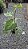 Philodendron verrucosum - Pote 17 - Imagem 6