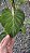 Philodendron verrucosum - Pote 17 - Imagem 8