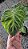 Philodendron verrucosum - Pote 17 - Imagem 4