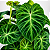 Philodendron verrucosum - Pote 17 - Imagem 1
