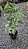 Philodendron verrucosum - Pote 17 - Imagem 7
