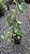 Philodendron verrucosum - Pote 17 - Imagem 5