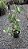 Philodendron verrucosum - Pote 17 - Imagem 2