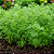 ENDRO ou DILL (Anethum graveolens) - Pote 11 - Imagem 2