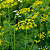 ENDRO ou DILL (Anethum graveolens) - Pote 11 - Imagem 1