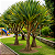 PANDANUS (Pandanus utilis) - Muda com até 60 cm - Imagem 3