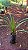 PANDANUS (Pandanus utilis) - Muda com até 60 cm - Imagem 4