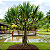 PANDANUS (Pandanus utilis) - Muda com até 60 cm - Imagem 1