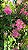 ROSA PENDENTE (Rosa hybrida) - Pote 20 - Imagem 10