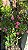 ROSA PENDENTE (Rosa hybrida) - Pote 20 - Imagem 9
