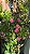 ROSA PENDENTE (Rosa hybrida) - Pote 20 - Imagem 8