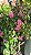 ROSA PENDENTE (Rosa hybrida) - Pote 20 - Imagem 7