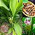 AÇAFRÃO DA TERRA ou CÚRCUMA (Curcuma longa) - Muda com até 40 cm - Imagem 1
