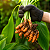 AÇAFRÃO DA TERRA ou CÚRCUMA (Curcuma longa) - Muda com até 40 cm - Imagem 2