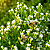 STÉVIA (Stevia rebaudiana) - Pote 15 - Imagem 1