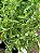 STÉVIA (Stevia rebaudiana) - Pote 15 - Imagem 2