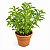 STÉVIA (Stevia rebaudiana) - Pote 15 - Imagem 4