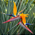 ESTRELÍTZIA DE LANÇA (Strelitzia juncea) - Muda com até 1 metro - Imagem 2