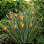 ESTRELÍTZIA DE LANÇA (Strelitzia juncea) - Muda com até 1 metro - Imagem 5