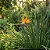 ESTRELÍTZIA DE LANÇA (Strelitzia juncea) - Muda com até 1 metro - Imagem 4