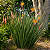 ESTRELÍTZIA DE LANÇA (Strelitzia juncea) - Muda com até 1 metro - Imagem 1