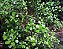 MINI CLÚSIA (Clusia fluminensis ‘Pedra Azul’) - Muda com 30 a 40 cm - Imagem 4