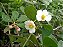 MINI CLÚSIA (Clusia fluminensis ‘Pedra Azul’) - Muda com 30 a 40 cm - Imagem 2