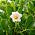 MINI CLÚSIA (Clusia fluminensis ‘Pedra Azul’) - Muda com 30 a 40 cm - Imagem 1