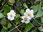 MINI CLÚSIA (Clusia fluminensis ‘Pedra Azul’) - Muda com 30 a 40 cm - Imagem 3