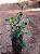 MINI CLÚSIA (Clusia fluminensis ‘Pedra Azul’) - Muda com 30 a 40 cm - Imagem 5