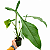 Philodendron x joepii - Pote 15 - Imagem 1
