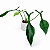 Philodendron x joepii - Pote 15 - Imagem 2