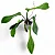 Philodendron x joepii - Pote 15 - Imagem 4