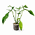 Philodendron x joepii - Pote 15 - Imagem 3