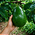 ABACATE BREDA (Persea amaericana) - Muda Enxertada com até 1 metro - Imagem 1