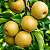 PÊRA ASIÁTICA ou HOUSSUI (Pyrus pyrifolia) - Muda Enxertada com até 1,20m - Imagem 1