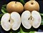 PÊRA ASIÁTICA ou HOUSSUI (Pyrus pyrifolia) - Muda Enxertada com até 1,20m - Imagem 2