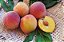 PÊSSEGO DOURADÃO (Prunus persica) - Muda Enxertada com até 1 metro - Imagem 3