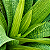 BROMÉLIA VRISEA GIGANTEA - Pote 15 - Imagem 3