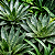 BROMÉLIA VRISEA GIGANTEA - Pote 15 - Imagem 4