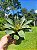 BROMÉLIA VRISEA GIGANTEA - Pote 15 - Imagem 2