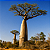 BAOBÁ AFRICANO (Adansonia digitata) - 10 Sementes - Imagem 1