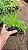 CAMOMILA (Matricaria chamomilla L.) - Pote 11 - Imagem 6