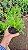 CAMOMILA (Matricaria chamomilla L.) - Pote 11 - Imagem 2