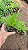 CAMOMILA (Matricaria chamomilla L.) - Pote 11 - Imagem 5
