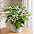 Calathea 'White Fusion' - Pote 14 - Imagem 1