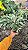 Calathea 'White Fusion' - Pote 14 - Imagem 6