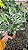 Calathea 'White Fusion' - Pote 14 - Imagem 3